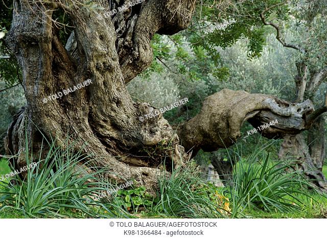Centennial olive trees, Sa Bassa, Serra de Tramuntana, Bunyola, Majorca, Balearic Islands, Spain