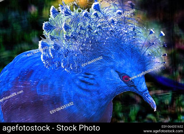 Colorful Blue Red Eyed Victoria Crowned Pigeon Bird Goura victoria in Waikiki Honolulu Hawaii. Tropical bird is native to North Guinea