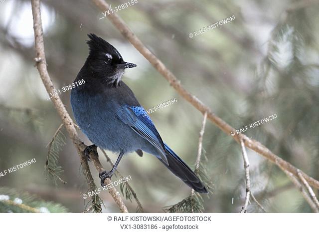 Steller's Jay ( Cyanocitta stelleri ) perched in a conifer tree, watching back over its shoulder, Yellowstone Area, Montana, USA