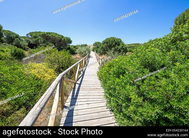 landscape of footbridge with wooden planks between plants and trees in Natural Park of Trafalgar Cape, next to Canos Meca village (Barbate, Cadiz, Andalusia