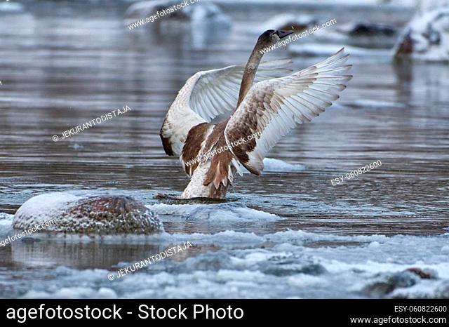 Young swan spreading its wings for take off from ice cold water of the Baltic Sea in Helsinki, Finland few hours before freeze-up over in January 2021