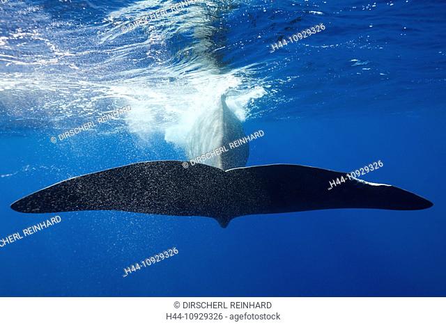Sperm Whale Tail, Physeter macrocephalus, Caribbean Sea, Dominica