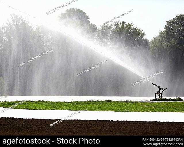 22 April 2020, North Rhine-Westphalia, Aldekerk: A farmer on the Lower Rhine irrigates his potato field covered with plastic film