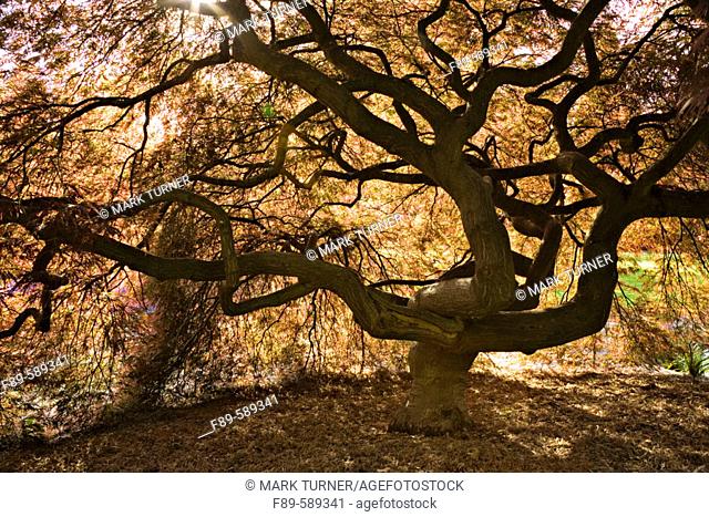 Japanese Maple contorted trunk, backlit fr below, spring (Acer palmatum 'Dissectum'). Kubota, Seattle, Washington. USA