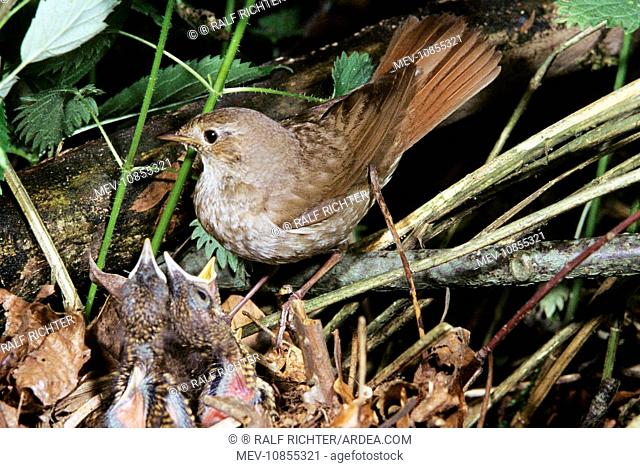 Thrush Nightingale - at nest with young (Luscinia luscinia)