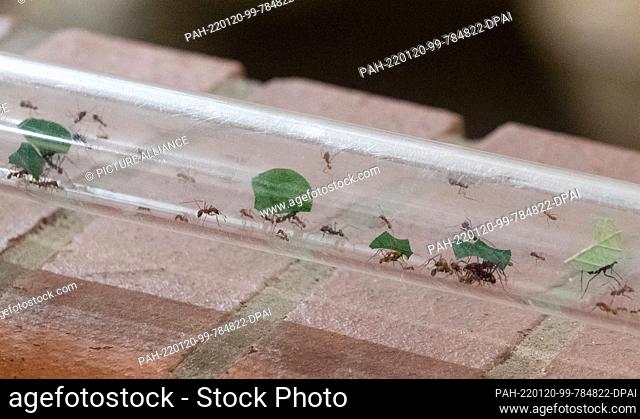 20 January 2022, Lower Saxony, Osnabrück: Leafcutter ants are seen in front of a giant tortoise at Osnabrück Zoo. During the zoo's annual inventory