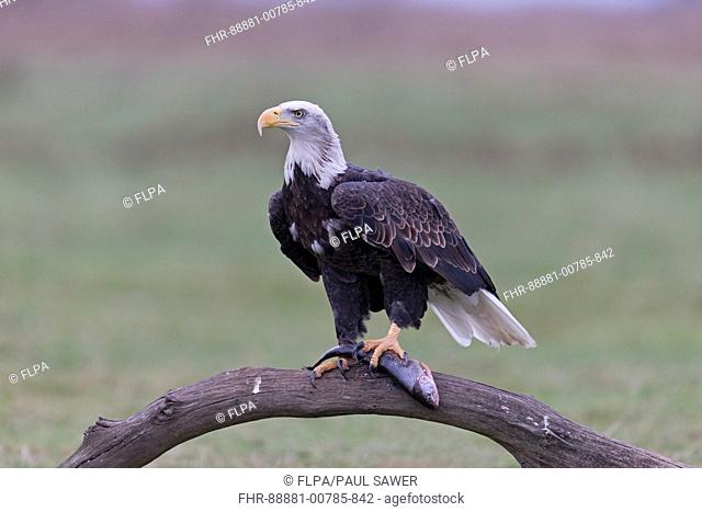 Bald Eagle (Haliaeetus leucocephalus) adult, perched on fallen tree with fish prey, controlled subject