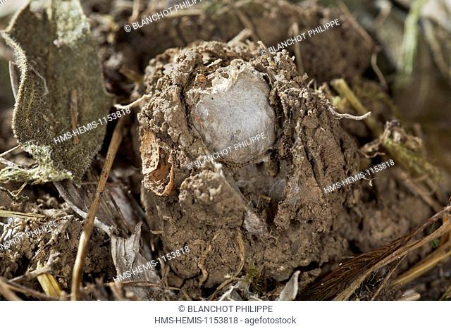 France, Corsica, Araneae, Mygalomorphae, Ctenizidae, Trapdoor spider (Cteniza sauvagesi), burrow lined with silk and with a lid
