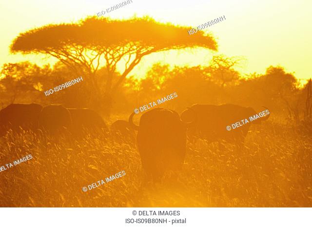 African Buffalo (Syncerus caffer) at sunset, Lualenyi Game Reserve, Tsavo, Kenya