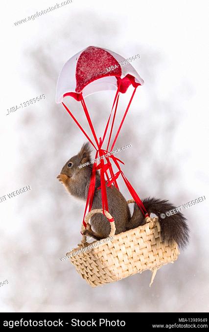 red squirrel in an basket in a parachute