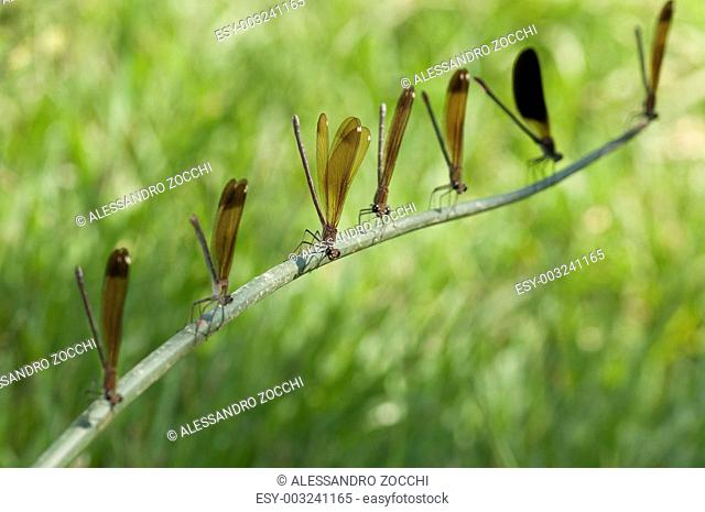 Perched row of the damselfly Calopteryx haemorrhoidalis