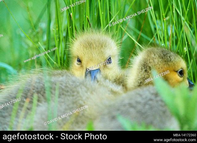 canada goose (branta canadensis), chick lying in a meadow, franconia, bavaria, germany
