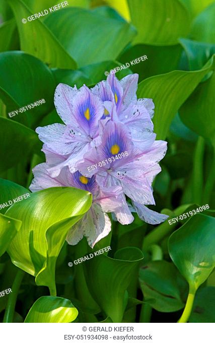 Flowering water hyacinths Eichhornia
