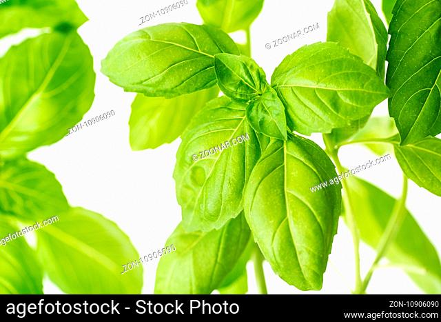 Green Fresh Basil Herb Leaves Closeup, Basil Plant Growing in a Flower Pot in the Garden, Gardening, Agriculture and Culinary Concept, Herb Garden