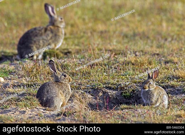 European rabbits (Oryctolagus cuniculus), common rabbit group with two juveniles sitting in front of burrow, warren entrance in meadow