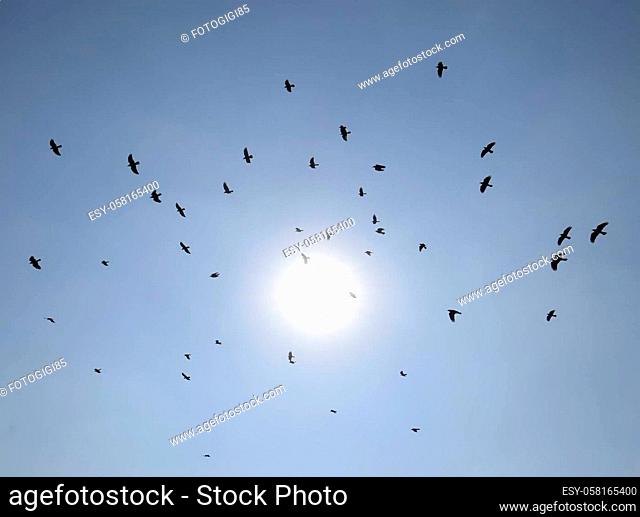 Silhouette of a flock of blackbird flying through a surreal evening sky with a fiery sun