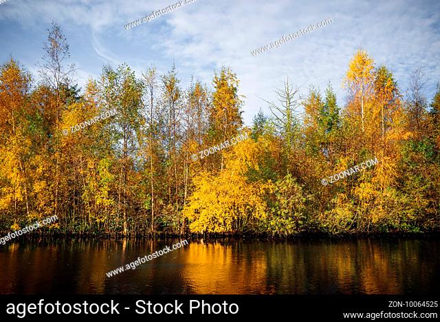 Autumn trees in yellow colors in the fall by a riverside in autumn with tree reflections in the water in an autumn landscape