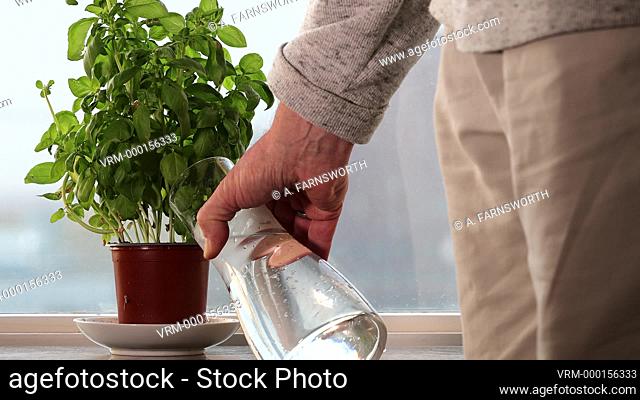 A man waters a basil plant on the windowsill