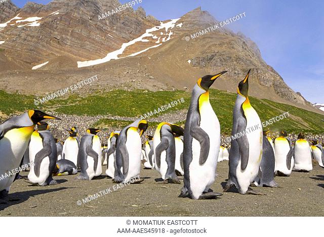 King Penguins (Aptenodytes patagonicus) adults, resting, walking, interacting, some moulting, near penguin rookery on beach, fall morning