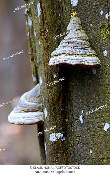 The main host of Tinder Fungus, Hoof Fungus, Tinder Conk or Ice Man Fungus (Fomes fomentarius) is the Common Beech (Fagus sylvatica)