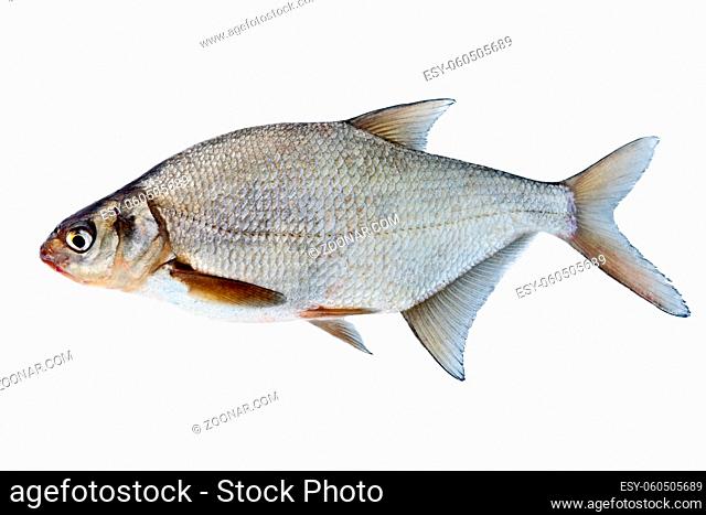 Caspian bream (Abramis brama orientalis). Fish isolated on white background