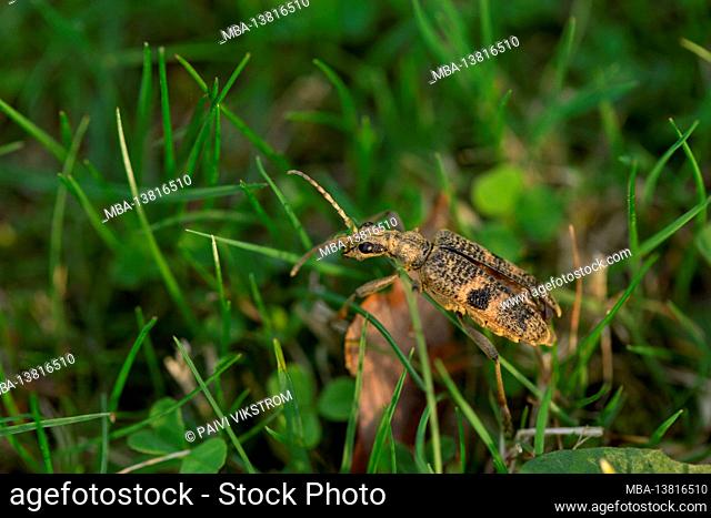 Black-spotted longhorn beetle, Rhagium mordax