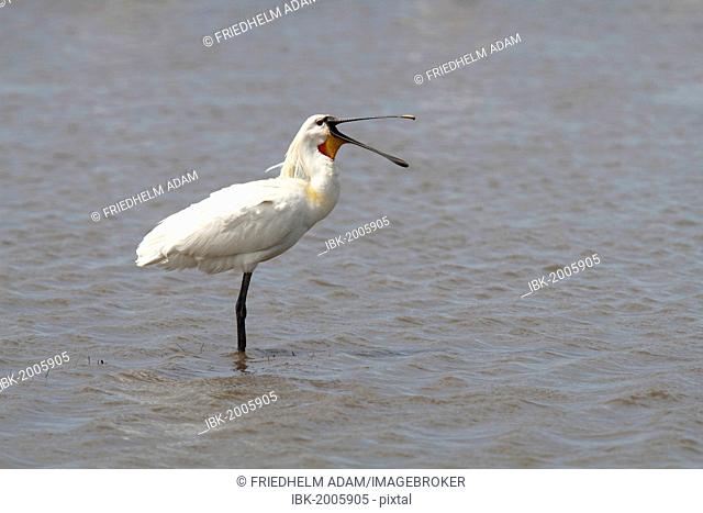 Eurasian Spoonbill or Common Spoonbill (Platalea leucorodia), adult bird standing in shallow water, yawning, Camargue, France, Europe