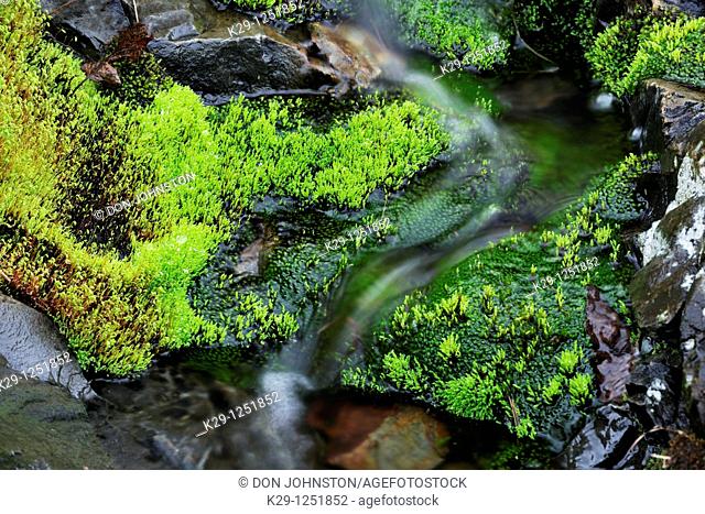 Moss beds lining streambed. Ontario. Canada