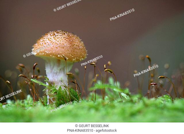 Honey Mushroom Armillaria mellea - Leuvenumse Bos, Harderwijk, Veluwe, Guelders, The Netherlands, Holland, Europe