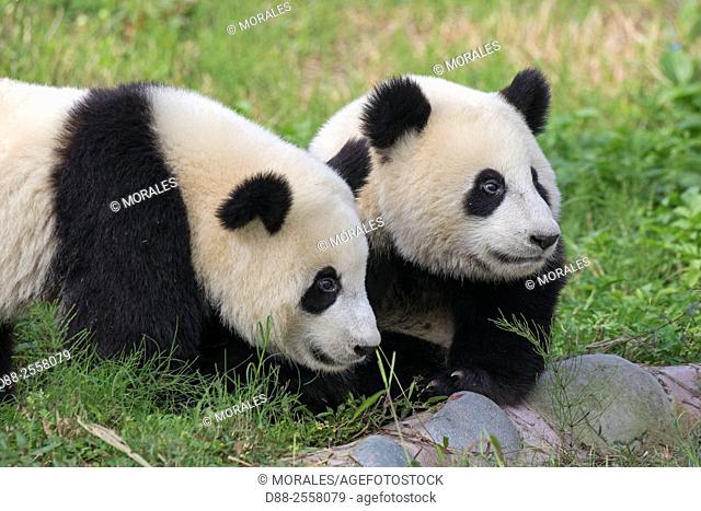 Asia, China, Sichuan, Research Base of Giant Panda Breeding or Chengdu Panda Base, Giant Panda Ailuropoda melanoleuca, captive,