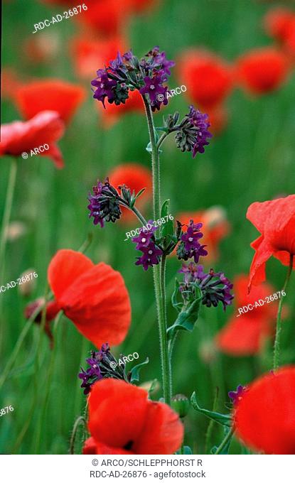 Alkanet and Common Poppies, Brandenburg, Germany, Anchusa officinalis, Papaver rhoeas