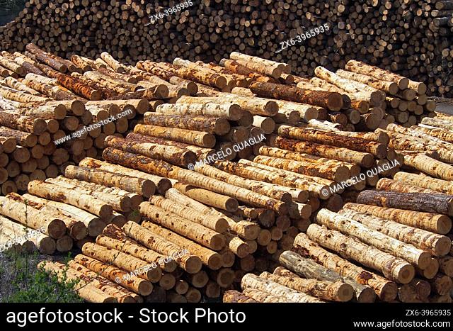 Pile of trunks at a sawmill. Prats de Lluçanès village. Lluçanès region, Barcelona province, Catalonia, Spain