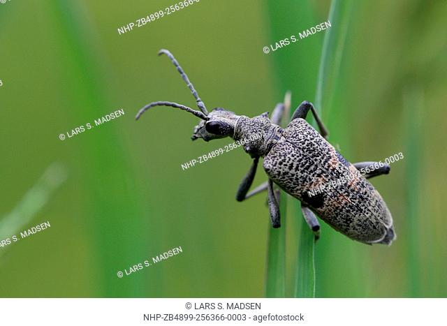 Longhorn Beetle; Rhagium mordax. Photographed at Bräkne Hoby, Sweden