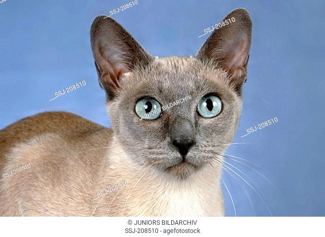 Tonkinese cat. Portrait of adult, seen against a blue background. Germany