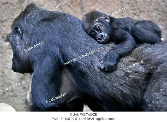 The one-year-old gorilla female 'Kianga' sits on back of her mother 'Kibara' at the zoo in Leipzig, Germany, 05 January 2018
