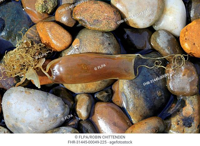 Mermaid's purse egg case of Lesser spotted catshark / Dogfish (Scyliorhinus  canicula) in a rockpool with developing young fish and yolk visible inside  Stock Photo - Alamy