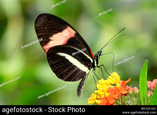 Red postman (Heliconius erato), passion flower butterfly, lateral