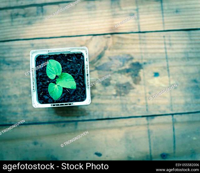 Top view okra or lady fingers seedling in white nursery pot on wooden table background. Homegrown organic Abelmoschus esculentus young plant with true leaves...