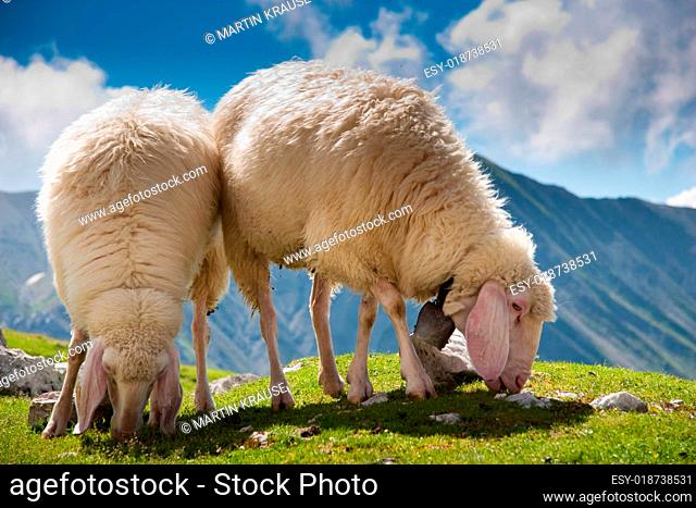 beautiful couple of sheep grazing