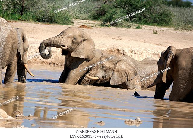 elephants at waterhole