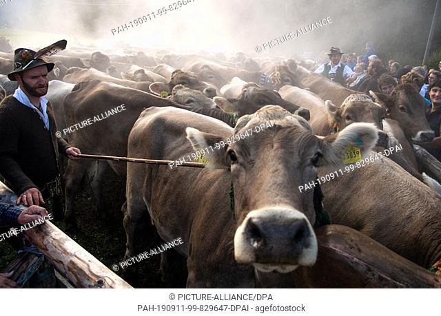 11 September 2019, Bavaria, Bad Hindelang: Cows crowd in front of a drover in traditional clothes. At the cattle shelter in Bad Hindelang