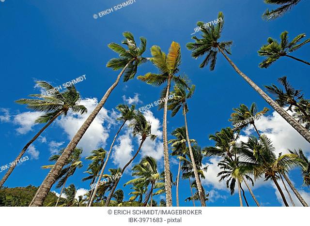 Palm trees, Marigot Bay, Castries, Saint Lucia