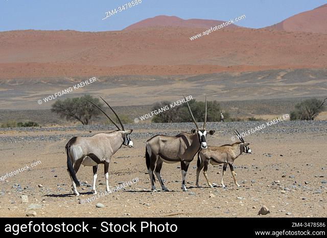 South African oryxes (Oryx gazellaat), also called Gemsbok or gemsbuck, with a juvenile on the way to a water hole in the desert landscape of Sossusvlei