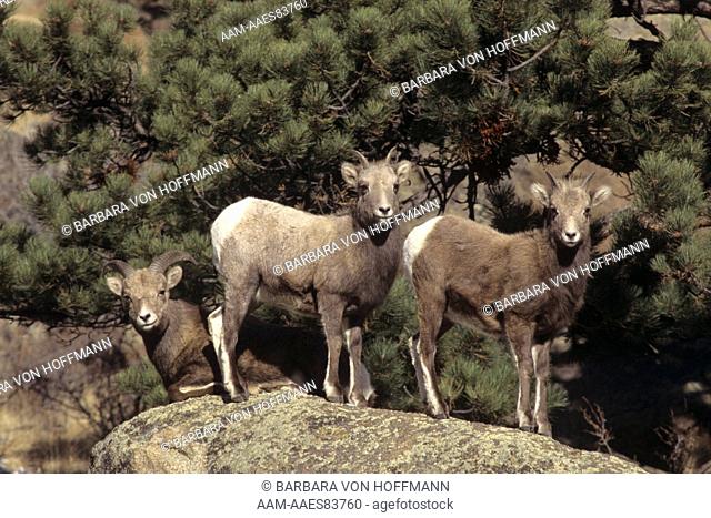 Three young Rams on rocky outcrop near Rocky Mountain National Park - Colorado