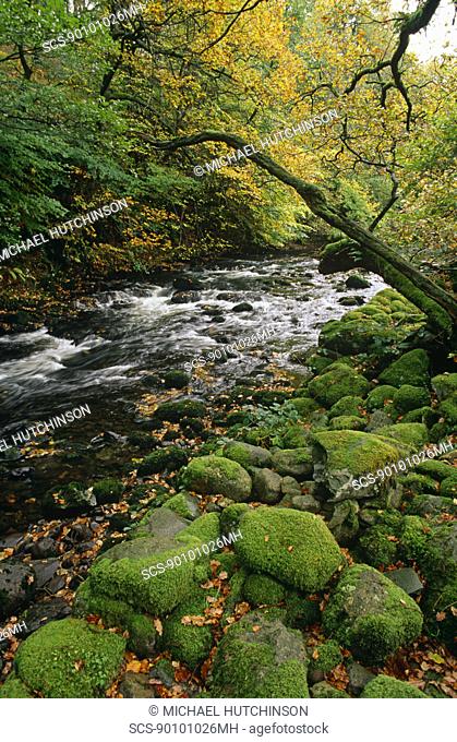 Rocky woodland stream Near Grasmere, Cumbria, UK