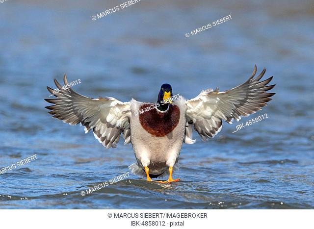 Mallard (Anas platyrhynchos), Landing on the water, Hesse, Germany