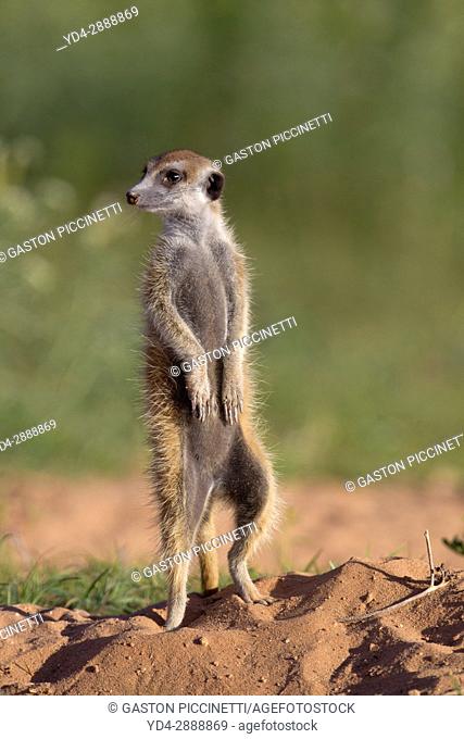 Suricate (Suricata suricatta). Always alert to the possible attack of a predator. While watching the rest of the group is dedicated to hunt all kinds of insects