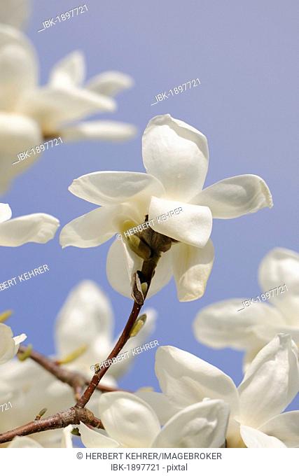 Blossoms of a Yulan magnolia (Magnolia denudata)