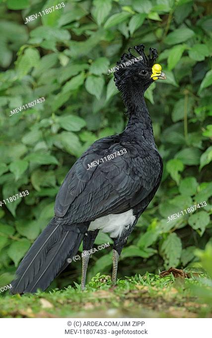 Great Curassow Crax rubra Male A large pheasant-like bird from the Neotropical rainforests They range from eastern Mexico through Central America to western...