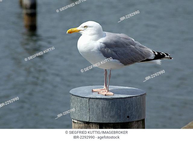 European herring gull (Larus argentatus), Timmendorf, Poel island, Mecklenburg-Western Pomerania, Germany, Europe